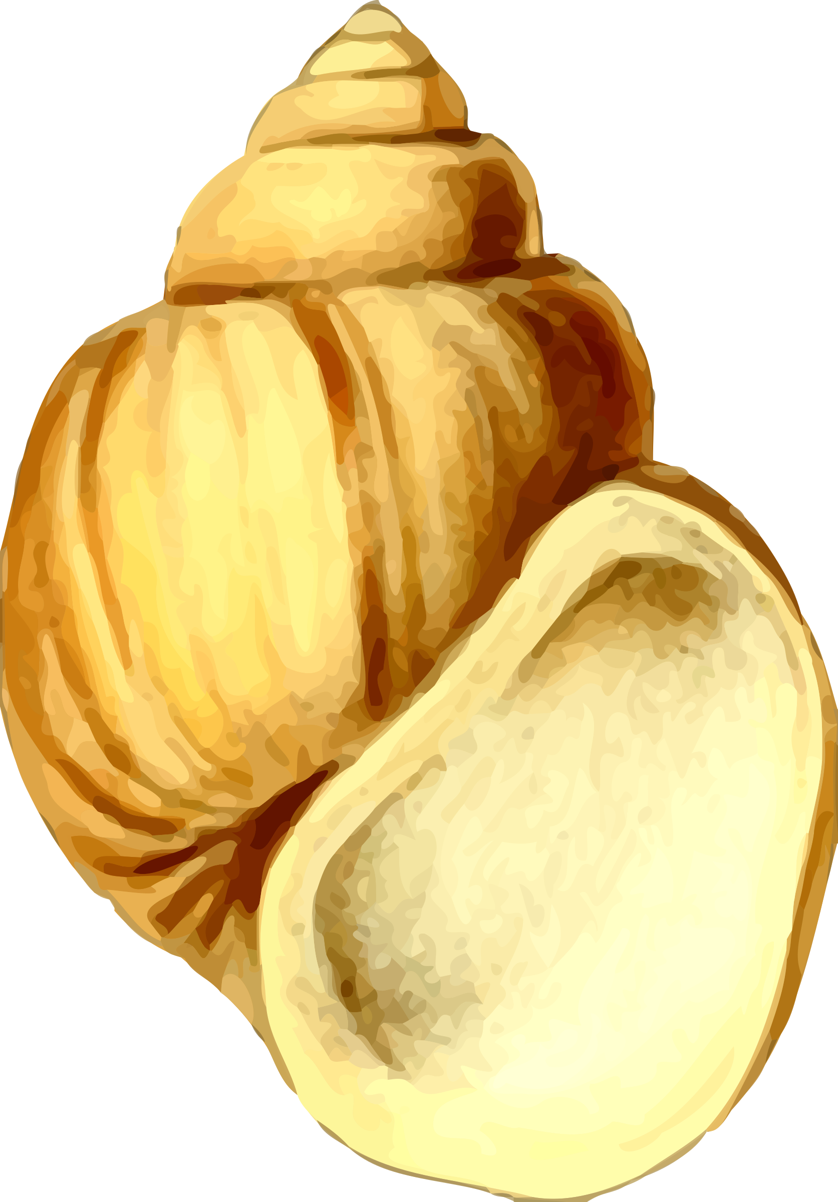 This Free Icons Png Design Of Sea Shell 19 - Deniz Kabuğu Clipart Transparent Png (1673x2400), Png Download