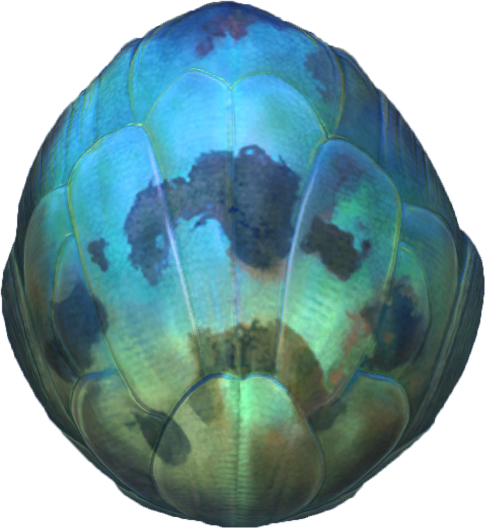 Subnautica Logo Png Clipart (1920x1080), Png Download