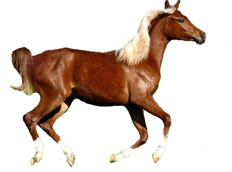 Ana - Psd Horse Clipart (800x600), Png Download