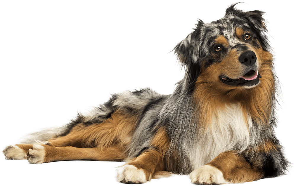 Dog Boarding - Australian Shepherd Brush Clipart (1000x634), Png Download