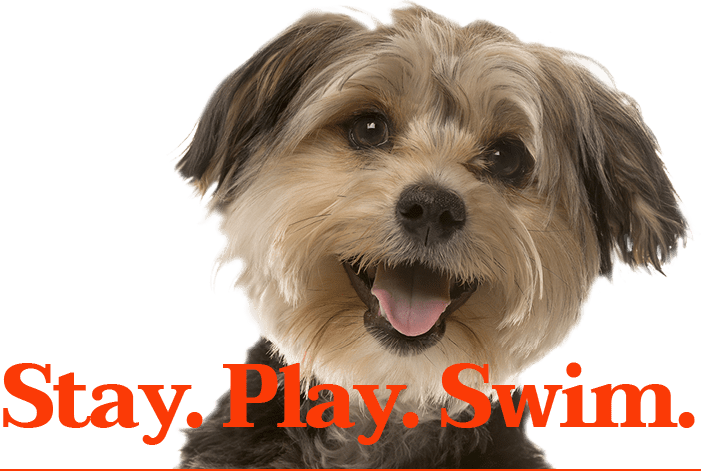 Stay - Play - Swim - - Dog Yawns Clipart (701x471), Png Download