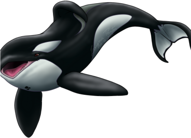 Keiko Orca Png Clipart (640x480), Png Download