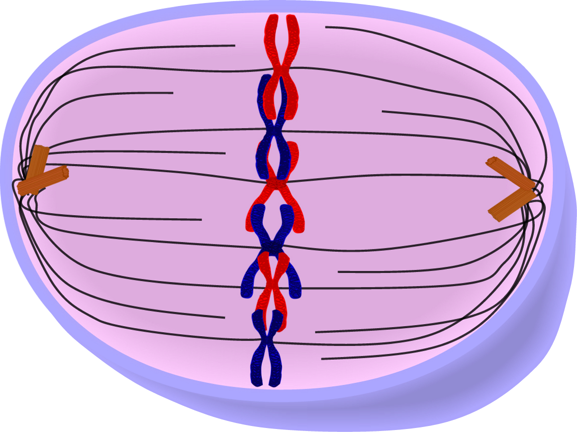 Picture Download Edupic Cell Drawings - Cell Metaphase Clipart (1148x861), Png Download