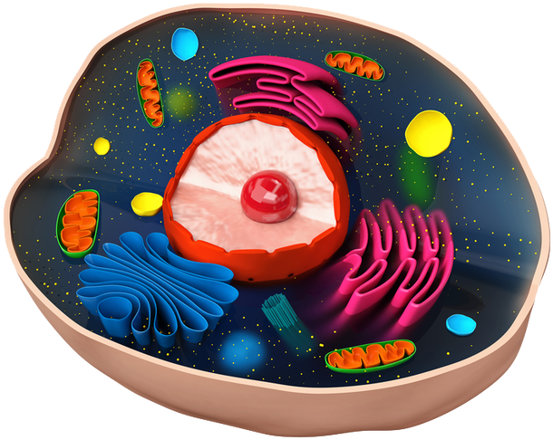 Eukaryotic Cell Png Clipart (701x526), Png Download