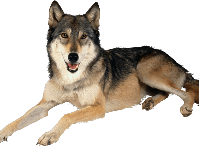 Wolf Png Transparent Images - Big Dog Is Laying Down Clipart (640x480), Png Download