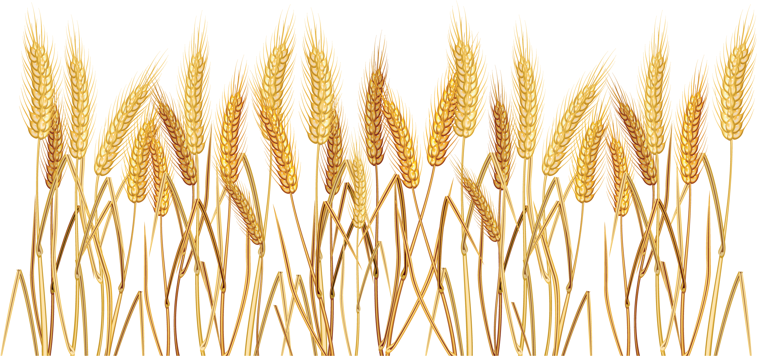 Wheat Border Clipart - Wheat Clip Art - Png Download (2690x1674), Png Download