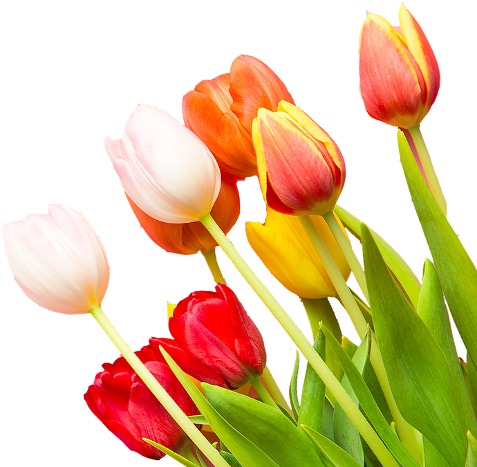 Xoxo - Sprenger's Tulip Clipart (716x693), Png Download