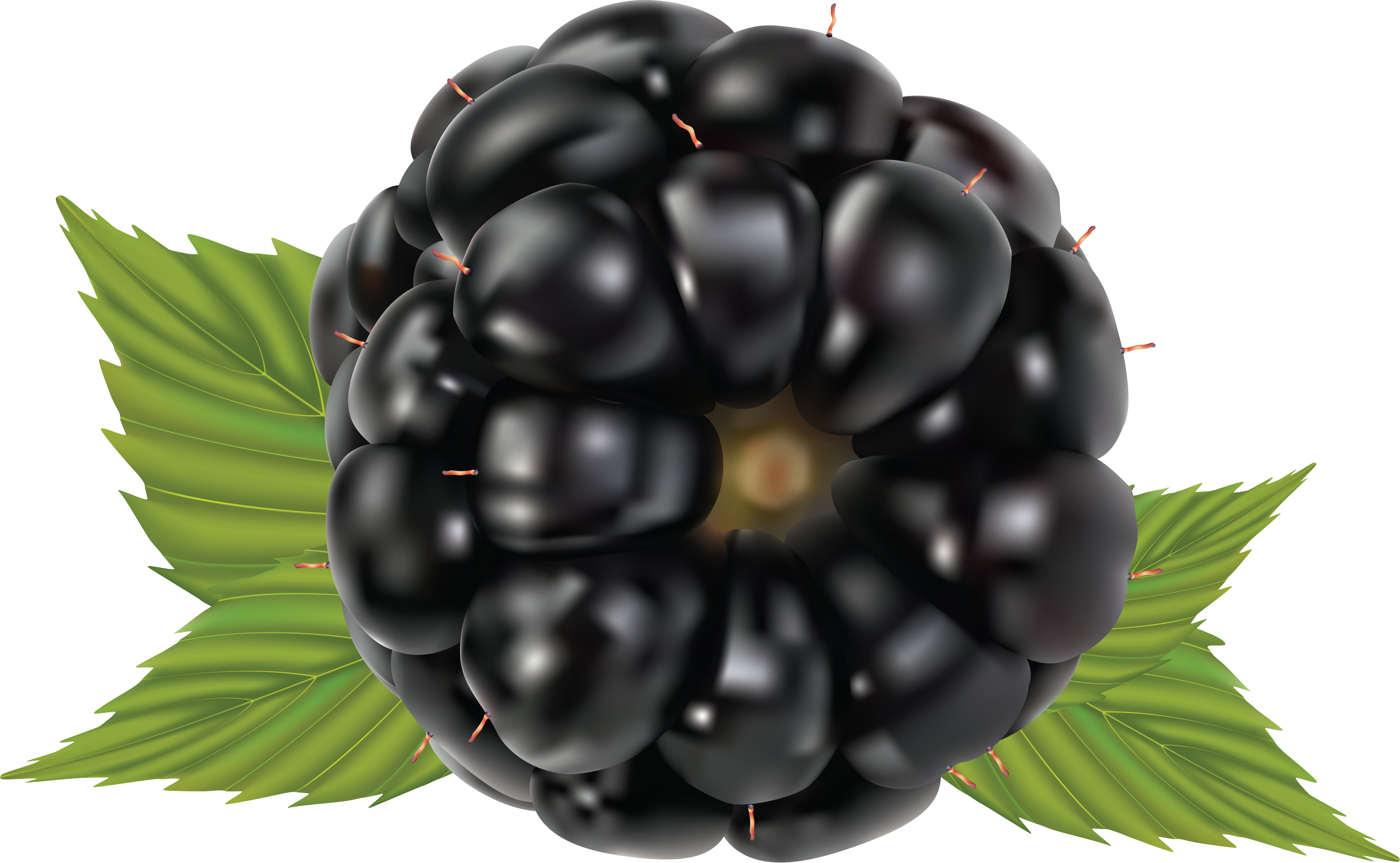 Blackberry Png - Set Of 5 Fruits Clipart (4704x2899), Png Download