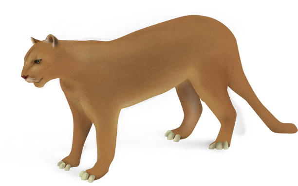 Puma - Lion Clipart (640x640), Png Download