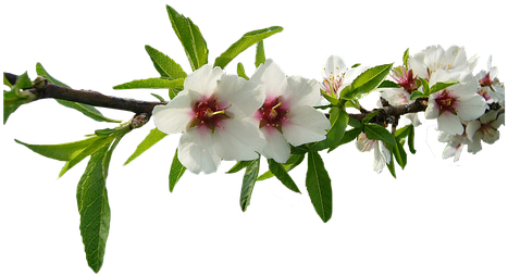 Almond Tree, White Flowers, Almond Tree Nature, Flower - Almond Tree Branch Transparent Clipart (720x720), Png Download