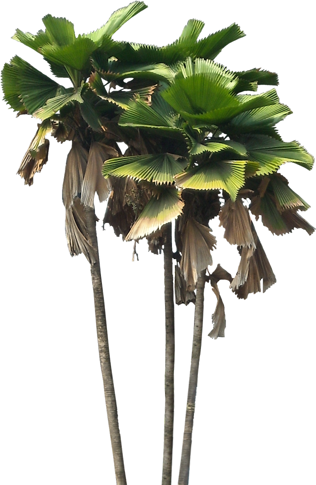 Free Pictures Of Ornamental Tropical / Subtropical - Jungle Elements Psd Clipart (640x984), Png Download