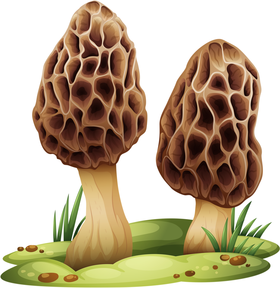 Hocus Pocus Mushroom Kit - Mushroom Vector Free Clipart (930x956), Png Download