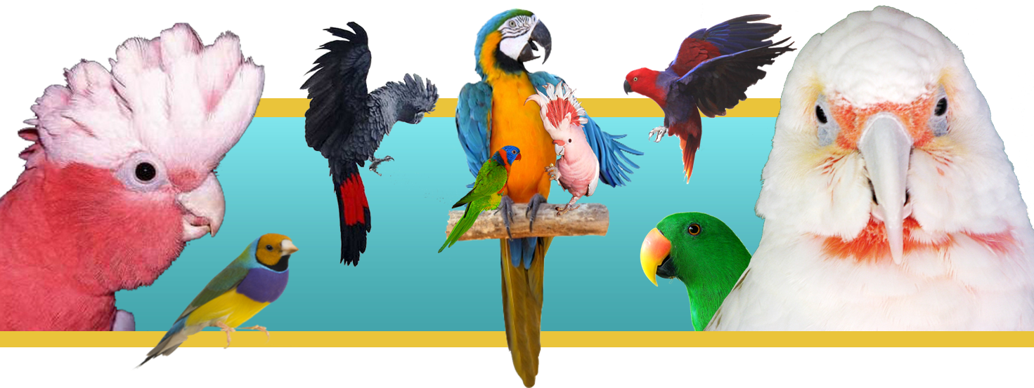 Red Tailed Black Cockatoo Clipart (1471x553), Png Download