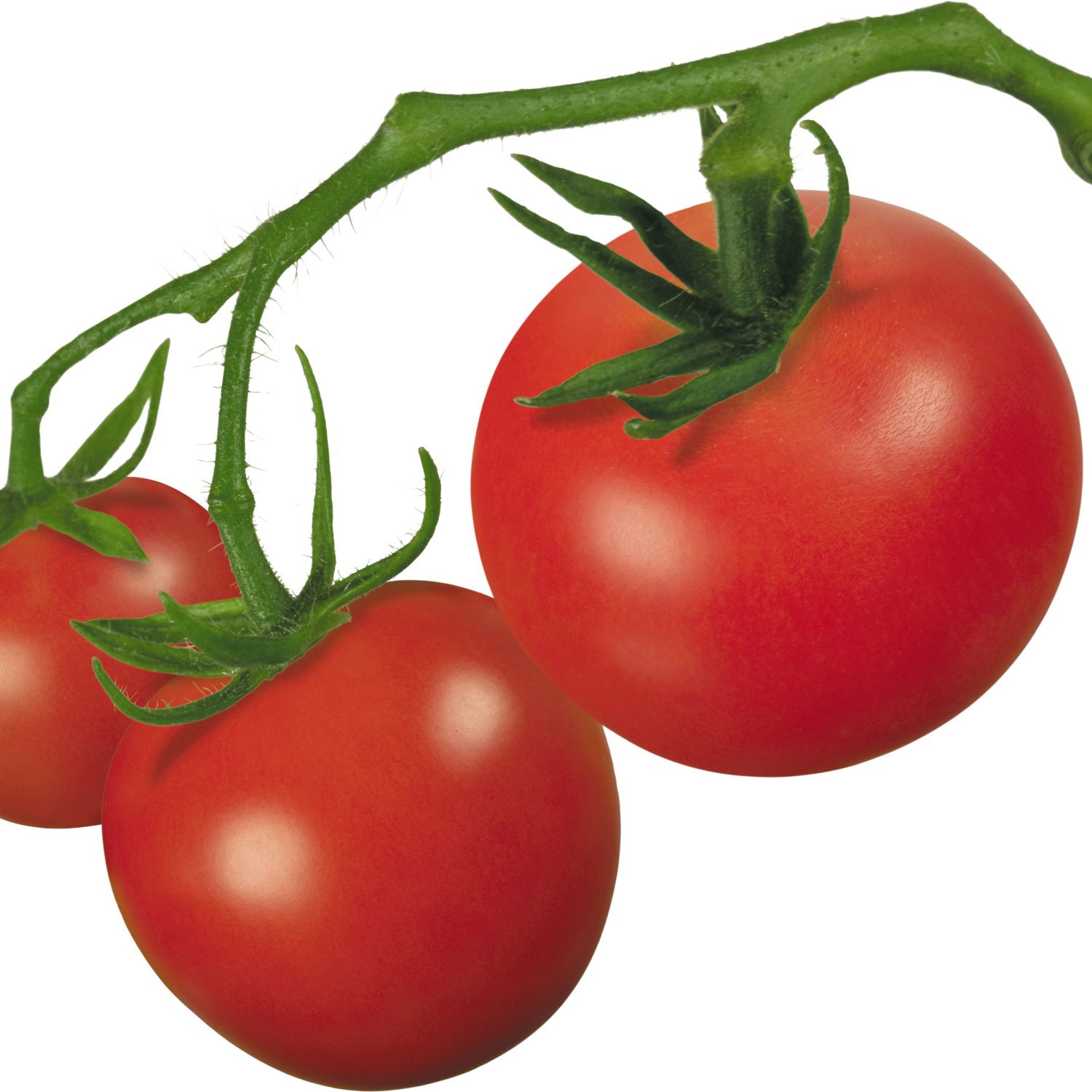 Tomatoes Clipart Ripe - Tomato On Vine Clipart - Png Download (1500x1500), Png Download