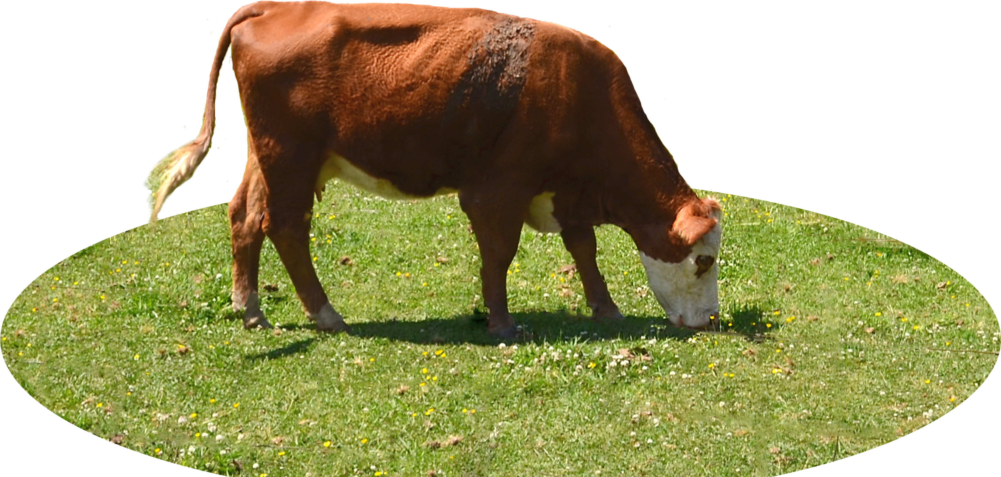Image - Cow Eating Grass Png Clipart (4980x2517), Png Download