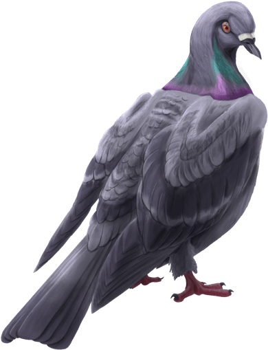 Lol Cms 218 Article - Rock Dove Clipart (975x631), Png Download