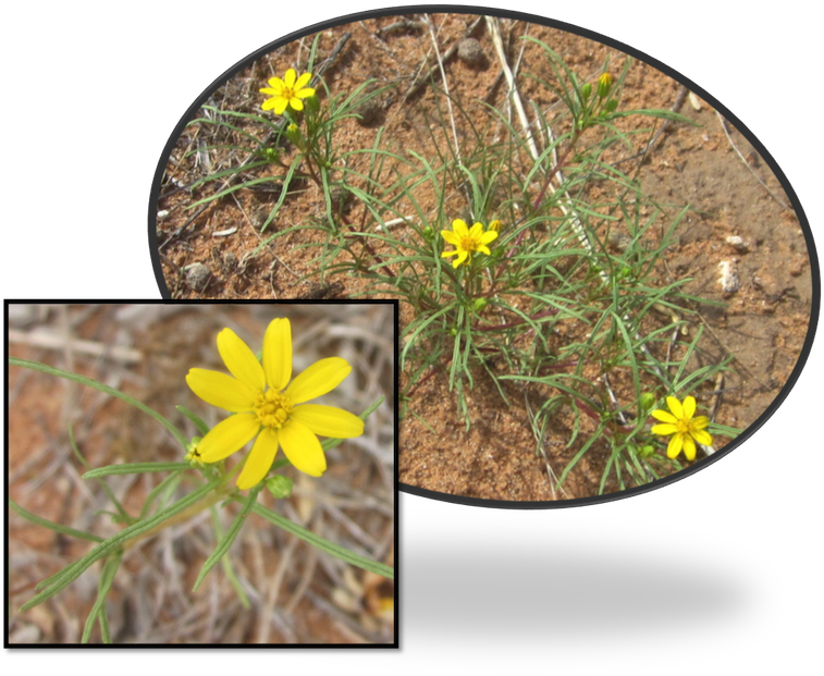 Limoncillo Thick, Grass-like Leaves Are Covered With - African Daisy Clipart (757x621), Png Download