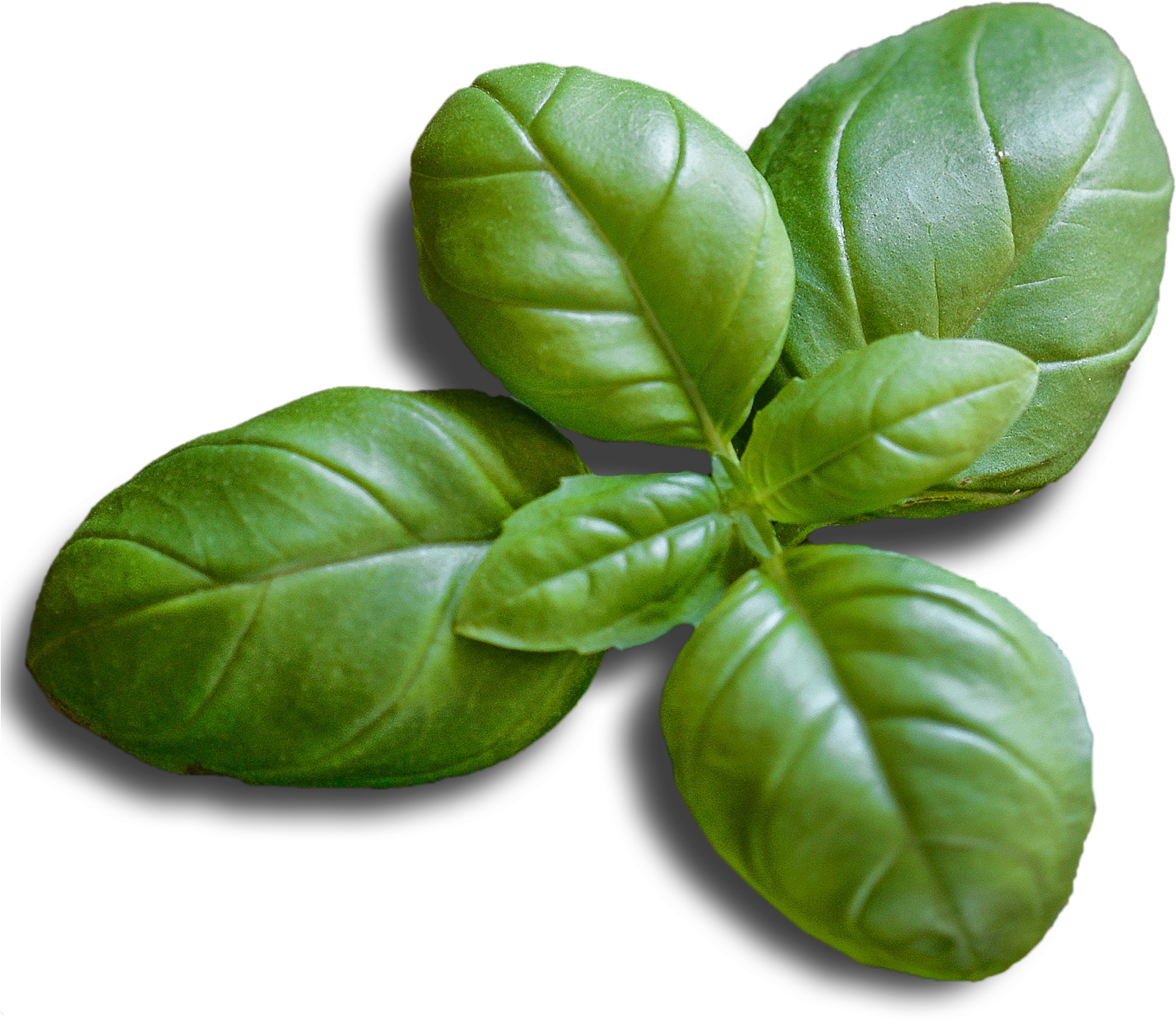 Chard Clipart (1680x1460), Png Download