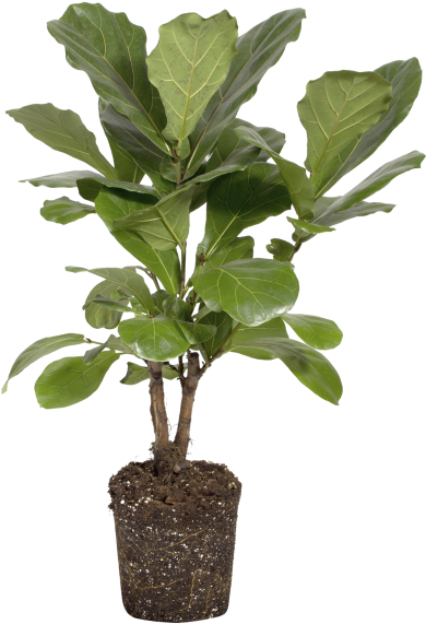 Fiddle-leaf Fig Clipart (750x750), Png Download