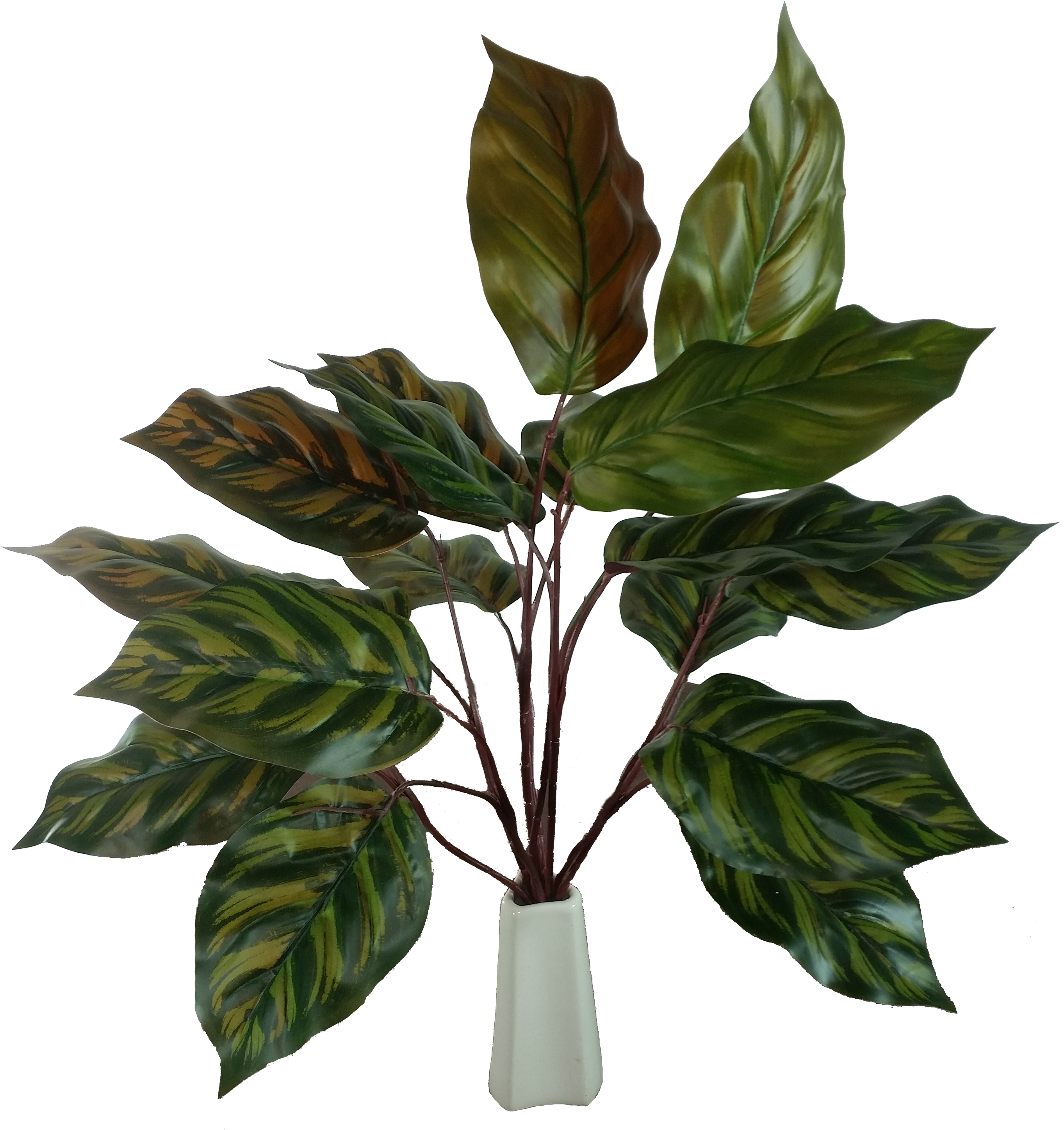 Peacock Leaf Stem - Houseplant Clipart (2946x3149), Png Download