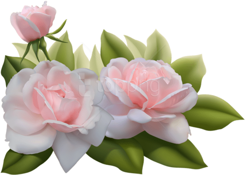 Free Png Beautiful Three Pink Roses Png Images Transparent - Png Three Pink Roses Clipart (850x608), Png Download