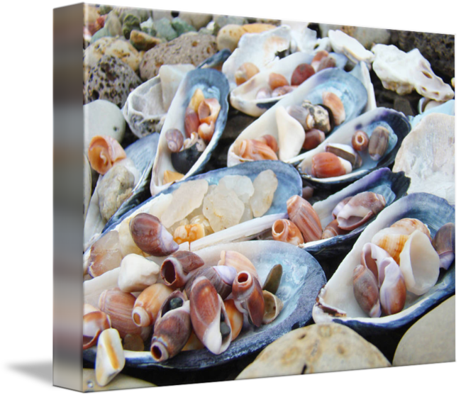 Pictures Of Seashells On The Beach - Mussel Clipart (650x560), Png Download