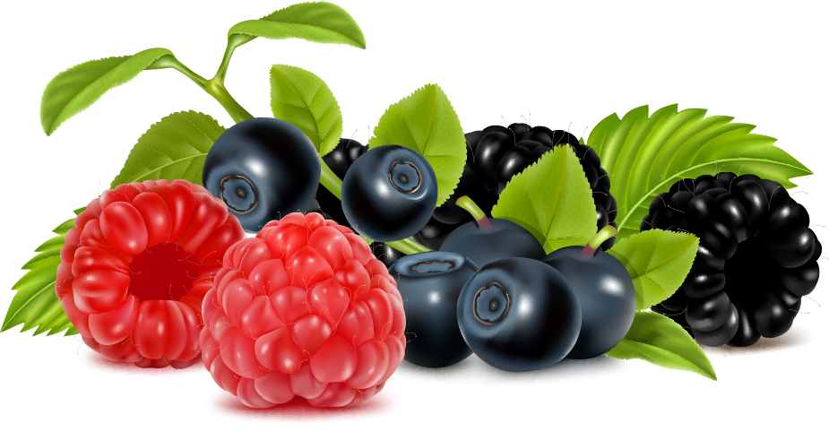 Vector Fruit Berries - Free Clipart Berries - Png Download (925x482), Png Download