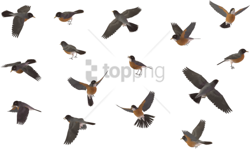 Free Png Sparrow Bird Png Image With Transparent Background - Flying Robin Bird Png Clipart (850x508), Png Download