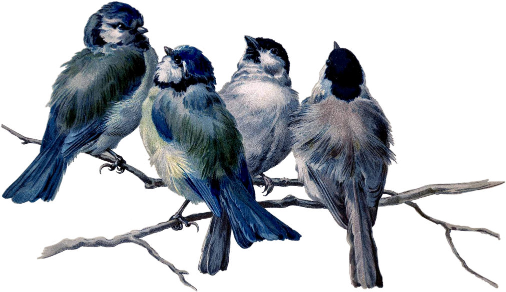 Mq Blue Birds Bird Flying Animal - Gratitude Ralph Waldo Emerson Poems Clipart (1011x585), Png Download