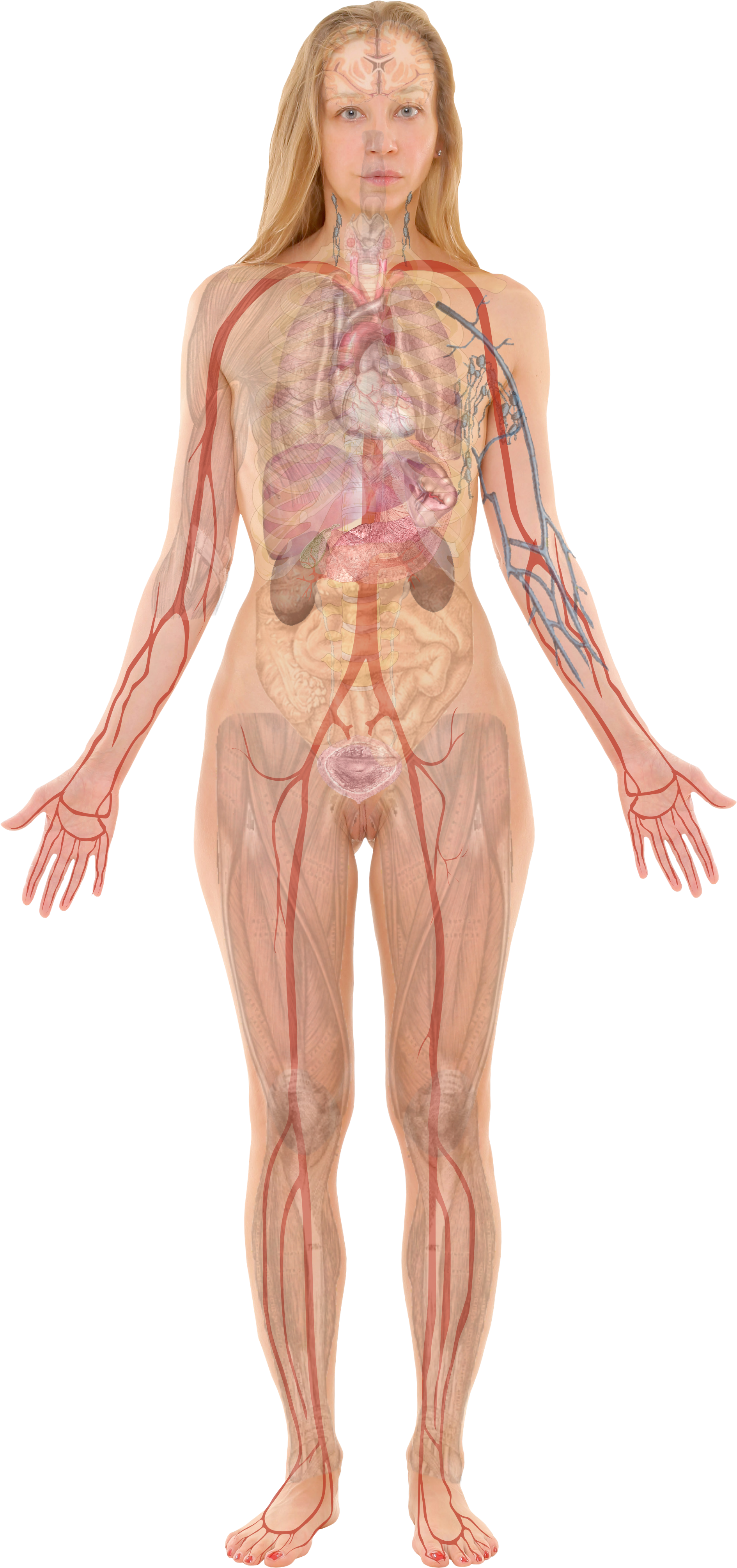 Female With Organs - Female Body Organ Anatomy Clipart (1994x4101), Png Download