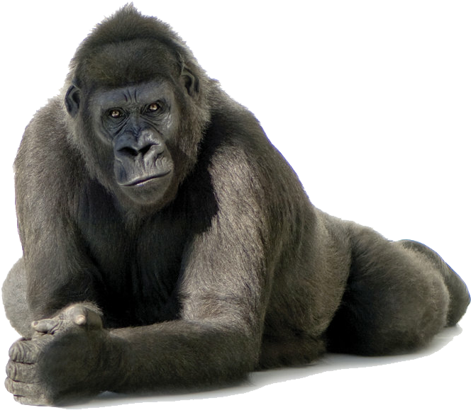 Download Gorilla Png Transparent Images Transparent - Gorilla Transparent Background Clipart (700x620), Png Download