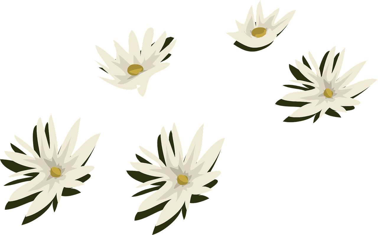 Water Lilies White Flowers Png Image - Plantas De Agua Png Clipart (1280x798), Png Download