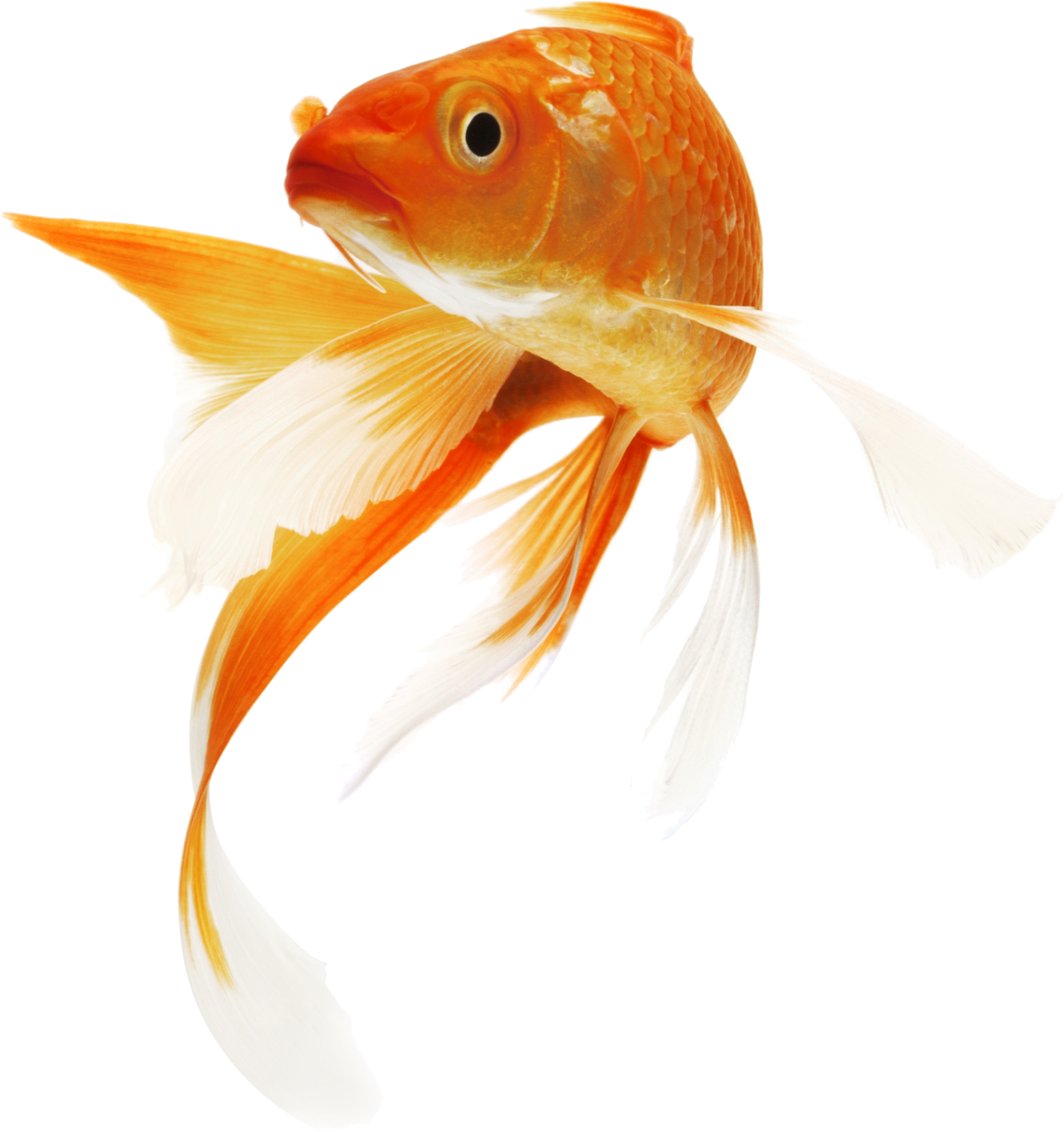 Goldfish Clipart (1135x1208), Png Download