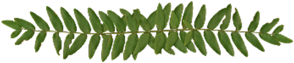 Leaf Divider Png - Moldura Tema De Panda Clipart (1024x1024), Png Download