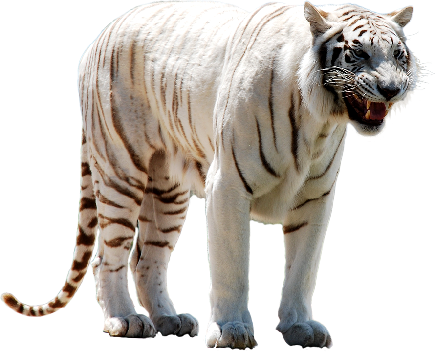 White Tiger Png Photo - Tigre Branco Png Clipart (890x720), Png Download