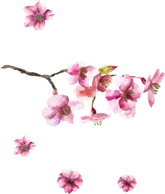 Japanese Art Cherry Hand - Cherry Blossom Japanese Design Clipart (891x828), Png Download
