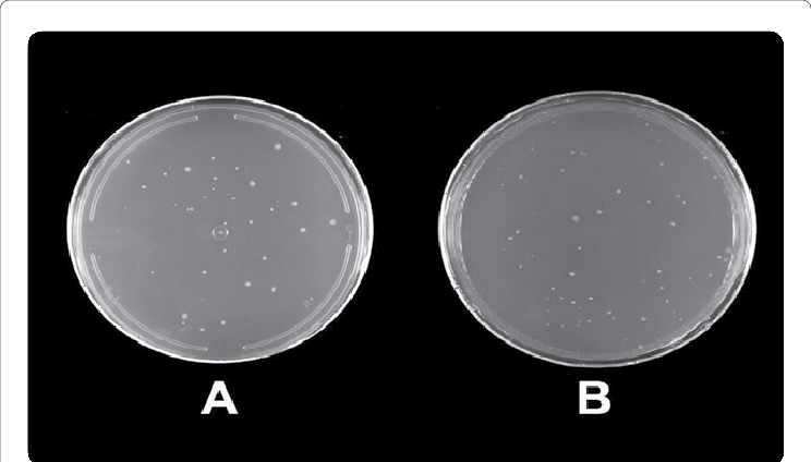 Lack Of Mutagenic Effect Of Tortillas Made From Afb1 - Circle Clipart (744x424), Png Download