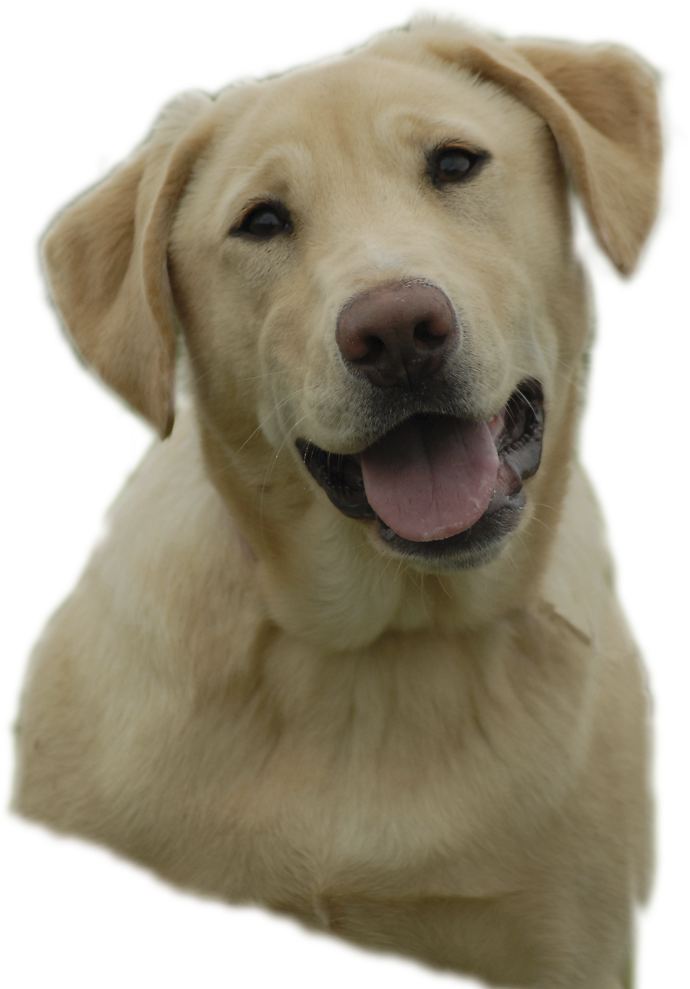 Labrador Retriever Png - Free Clipart Yellow Lab Transparent Png (2400x3150), Png Download