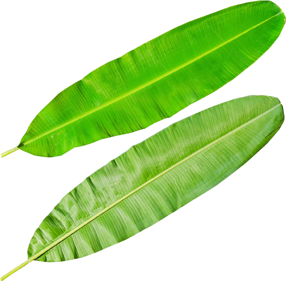 Banana Leaves Png - Leaves Banana Png Clipart (566x556), Png Download