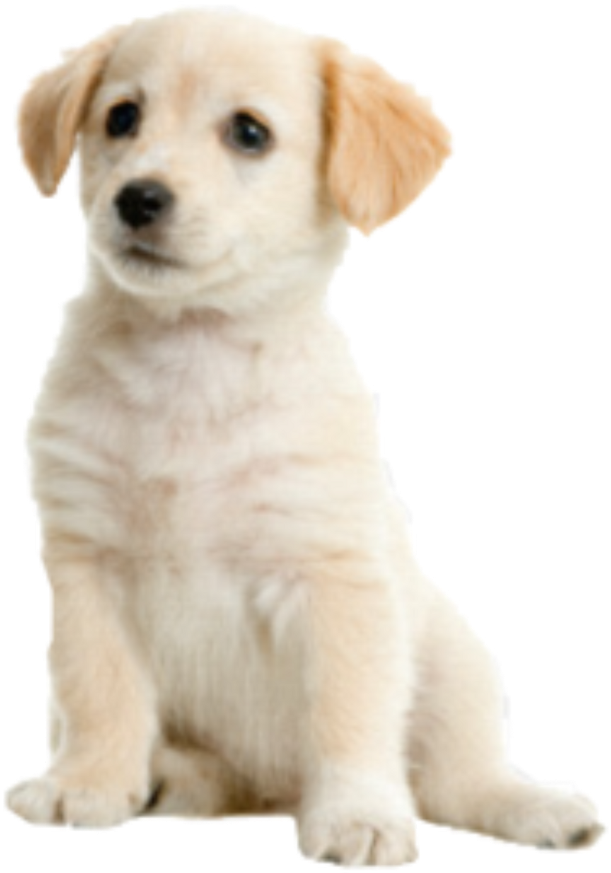 Dog Pup Cute - Png Dog Clipart (1024x1024), Png Download