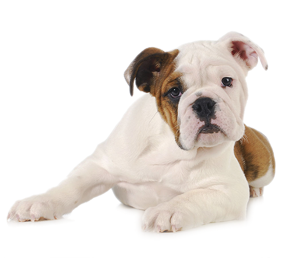 Durango Dog Trainer - Pets Em Fundo Branco Clipart (600x600), Png Download