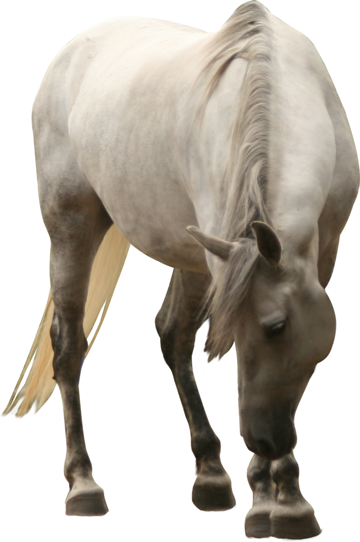 White Horse Png Clipart (729x1097), Png Download