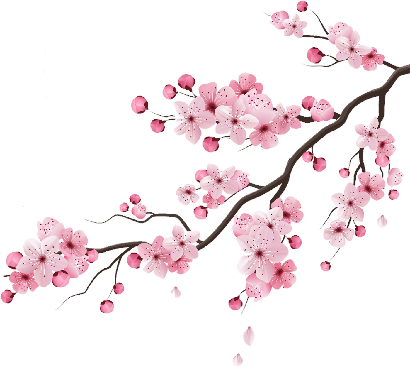 Cherry Cherryblossom Blossom Peachflower Peach Flower - Cherry Blossom Branches Vector Clipart (1475x1475), Png Download
