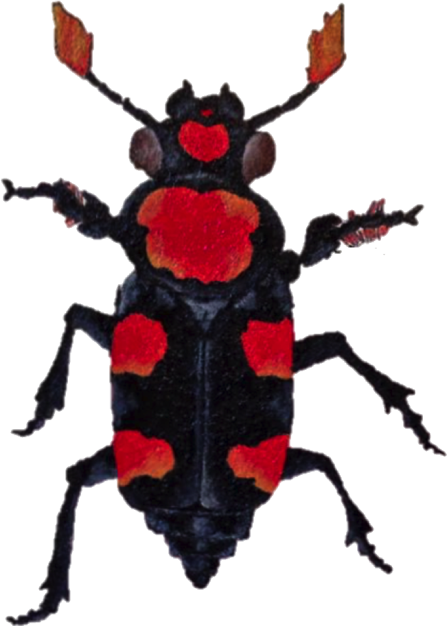 American Burying Beetle Transparent Clipart (984x984), Png Download