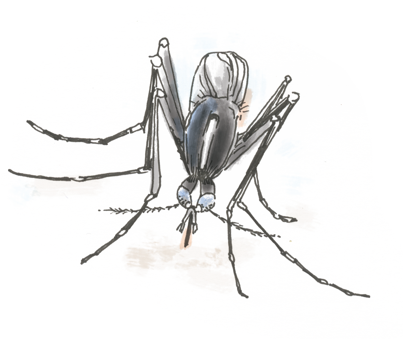 Could This Mosquito Clipart (1342x1129), Png Download