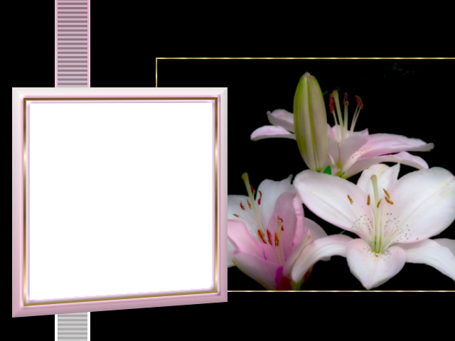 Or - Stargazer Lily Clipart (640x480), Png Download