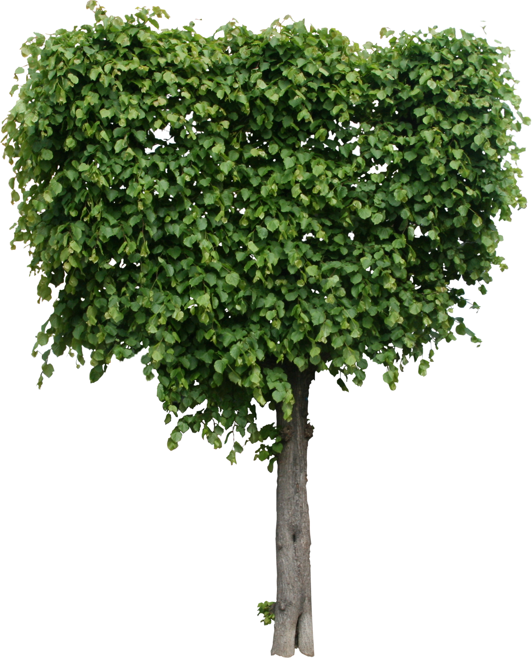 Clip Art Images - Tree Png High Quality Transparent Png (1767x2184), Png Download