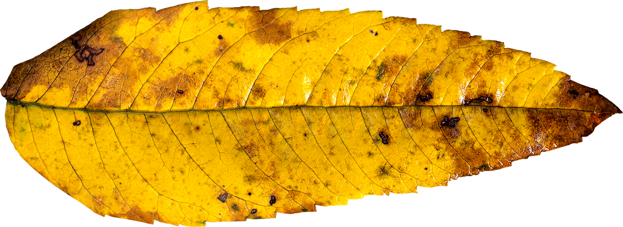 Leaf Autumn Fall Autumn Leaf Png Image - Fall Leaf Yellow Clipart (1280x467), Png Download