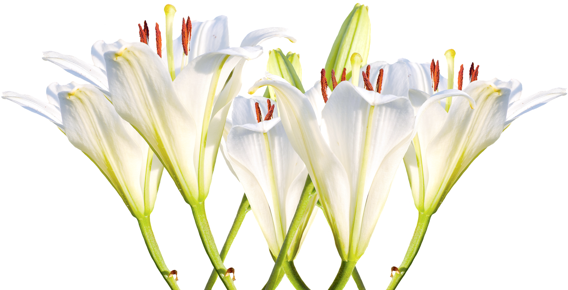 Null - Clipart White Lilies No Background - Png Download (1920x1280), Png Download