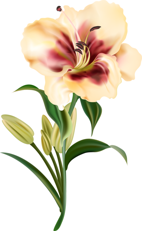 Lily Clipart Cut Flower - Flowers Drawing Png Transparent Png - Large ...